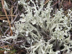 Cladonia boryi