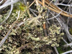 Cladonia strepsilis