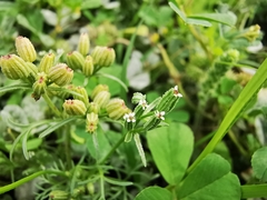 Ammoselinum