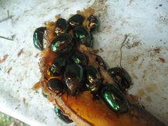 Lagochile emarginata