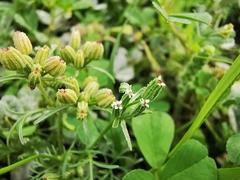 Ammoselinum