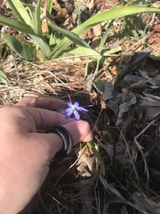 Scilla luciliae
