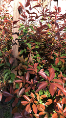 Photinia × fraseri