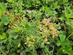 Ammoselinum