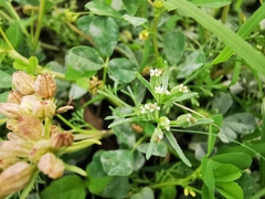 Ammoselinum