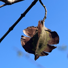 Combretum mossambicense, photograph author not stated, no rights reserved