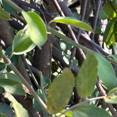 Combretum mossambicense, photograph author not stated, no rights reserved