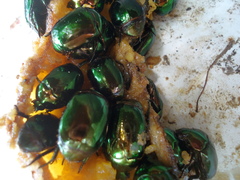 Lagochile emarginata