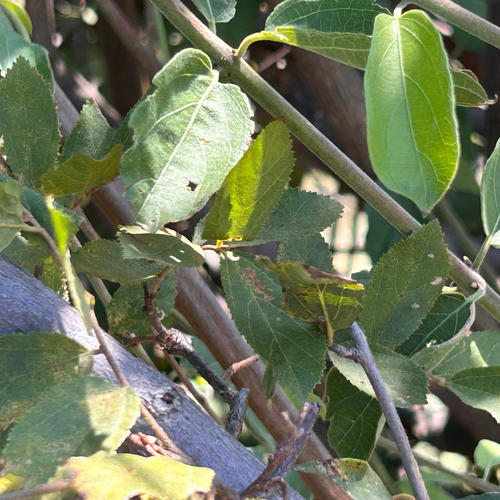 Combretum mossambicense, photograph 3