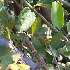 Combretum mossambicense, photograph author not stated, no rights reserved