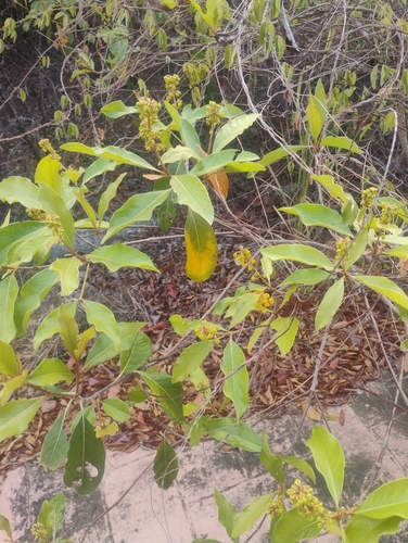 Nance (Byrsonima crassifolia)