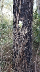 Amelanchier obovalis