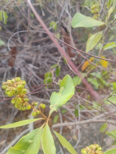 Nanche (Byrsonima crassifolia)