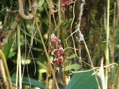 Cyrtochilum geniculatum