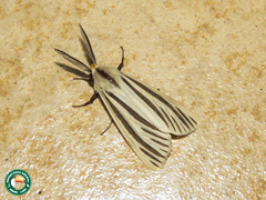 Acantharctia metaleuca