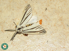 Acantharctia metaleuca