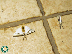 Acantharctia metaleuca