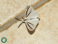 Acantharctia metaleuca
