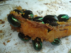 Lagochile emarginata