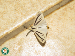 Acantharctia metaleuca