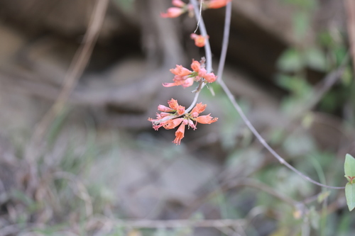 Woodfordia fruticosa, photograph 5