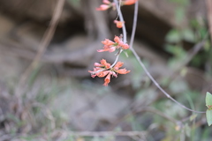 Woodfordia fruticosa, photograph (c) Gannu03, some rights reserved (CC BY-SA)