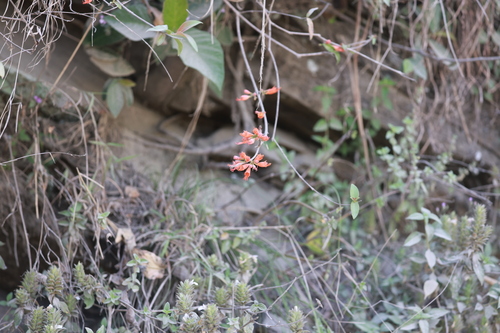 Woodfordia fruticosa, photograph 6