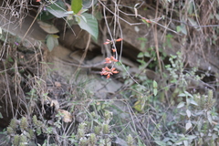 Woodfordia fruticosa, photograph (c) Gannu03, some rights reserved (CC BY-SA)