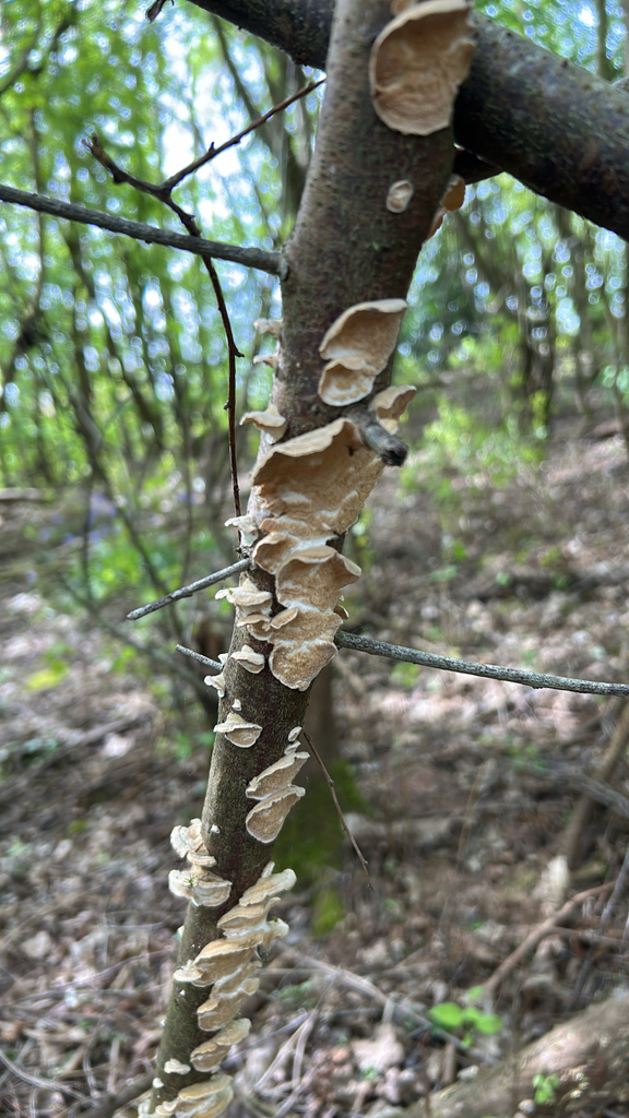 Byssomerulius corium · April 2026 · photo: © jordandaviesphoto (iNaturalist, cc0)