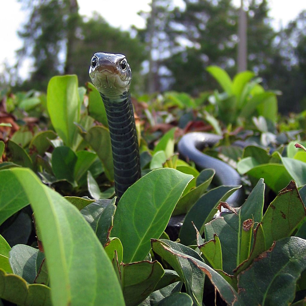 Southern Black Racer (Subspecies Coluber constrictor priapus