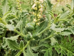 Stillingia treculiana