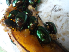 Lagochile emarginata