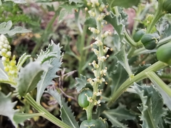 Stillingia treculiana