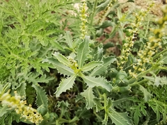 Stillingia treculiana