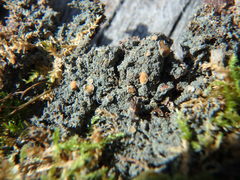 Fuscopannaria praetermissa