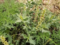 Stillingia treculiana