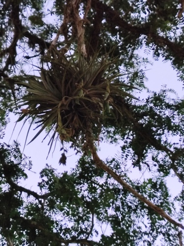 Tillandsia pohliana, photograph 6