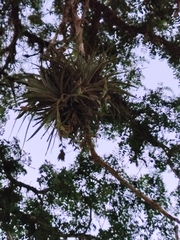 Tillandsia pohliana, photograph (c) Silvia Ten, some rights reserved (CC BY)