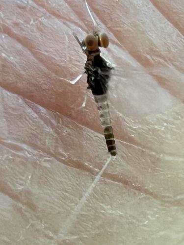 curious small minnow mayfly