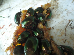 Lagochile emarginata