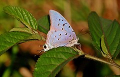 Pseudolycaena