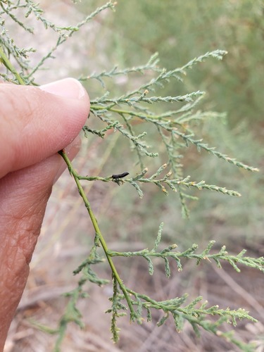 Northern Tamarisk Beetle photo 5