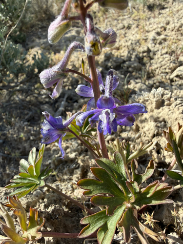 Delphinium andersonii