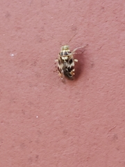 Tropidosteptes quercicola