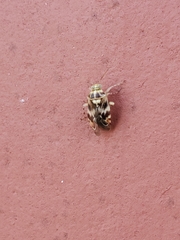 Tropidosteptes quercicola