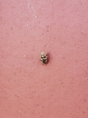 Tropidosteptes quercicola