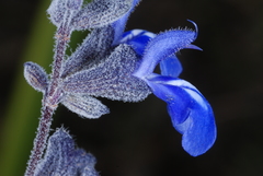 Salvia cuspidata