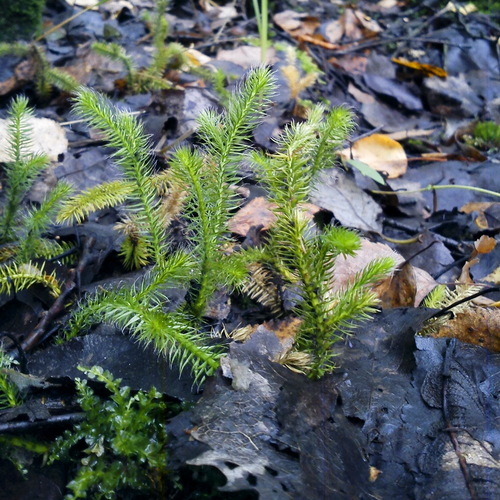 Наблюдение на iNaturalist