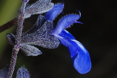 Salvia cuspidata