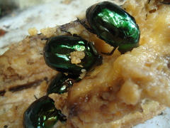 Lagochile emarginata